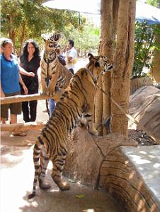THAILANDE LE TEMPLE DES TIGRES (25)